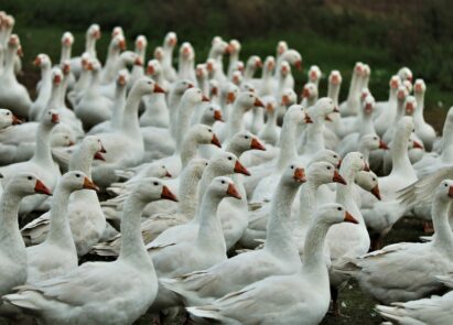 Influenza aviaire