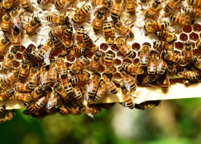 Essaim d’abeilles, que faire ?