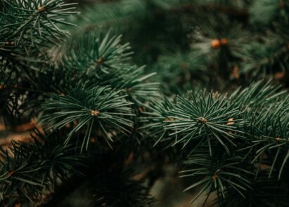 Sapin de Noël
