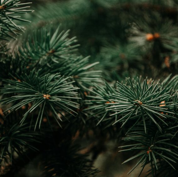Sapin de Noël